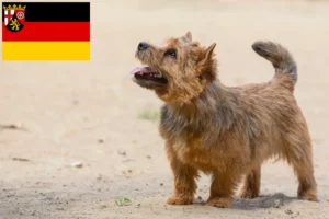 Lees meer over het artikel Norwich Terrier fokkers en pups in Rijnland-Palts