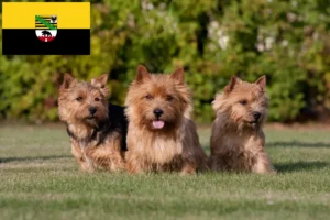 Lees meer over het artikel Norwich Terrier fokkers en pups in Saksen-Anhalt