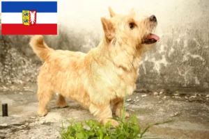 Lees meer over het artikel Norwich Terrier fokkers en pups in Sleeswijk-Holstein