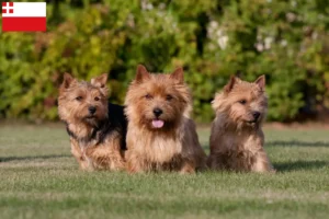 Lees meer over het artikel Norwich Terrier fokkers en pups in Utrecht