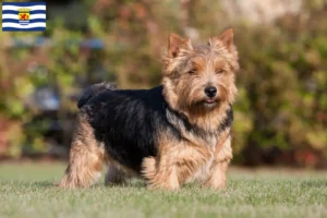 Lees meer over het artikel Norwich Terrier fokkers en pups in Zeeland