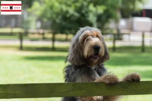 Lees meer over het artikel Otterhondenfokkers en pups in Drenthe