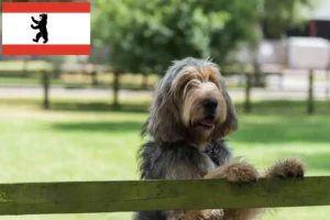 Lees meer over het artikel Otterhund fokkers en pups in Berlijn