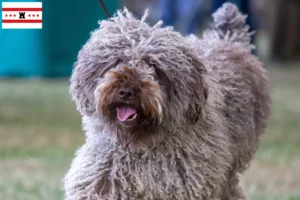 Lees meer over het artikel Perro de Agua Español fokkers en pups in Drenthe