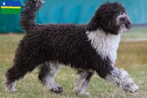 Lees meer over het artikel Perro de Agua Español fokkers en pups in Flevoland