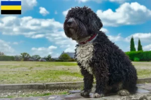 Lees meer over het artikel Perro de Agua Español fokkers en pups in Gelderland