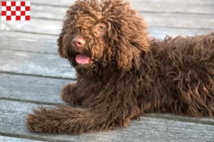 Lees meer over het artikel Perro de Agua Español fokkers en pups in Noord-Brabant