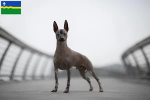 Lees meer over het artikel Peruaanse Haarloze Hondenfokker en Puppies in Flevoland