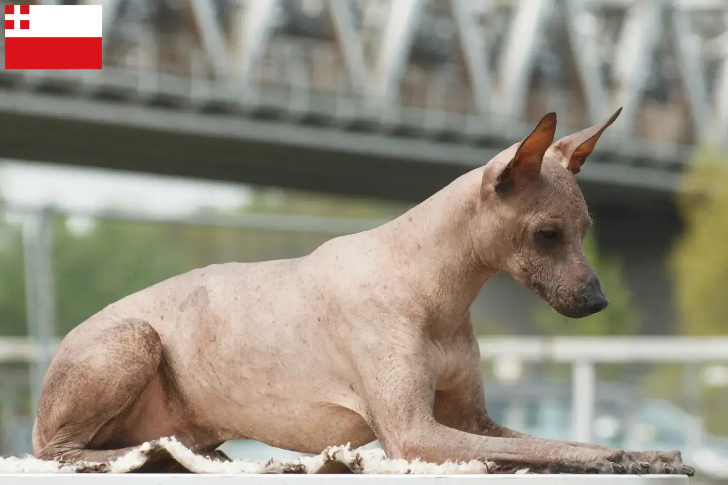 Lees meer over het artikel Peruaanse Haarloze Hondenfokker en Puppies in Utrecht