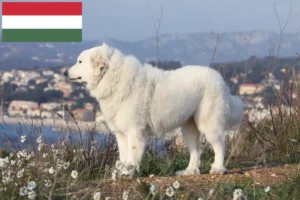 Lees meer over het artikel Pyreneese Berghond Fokker en Puppies in Hongarije