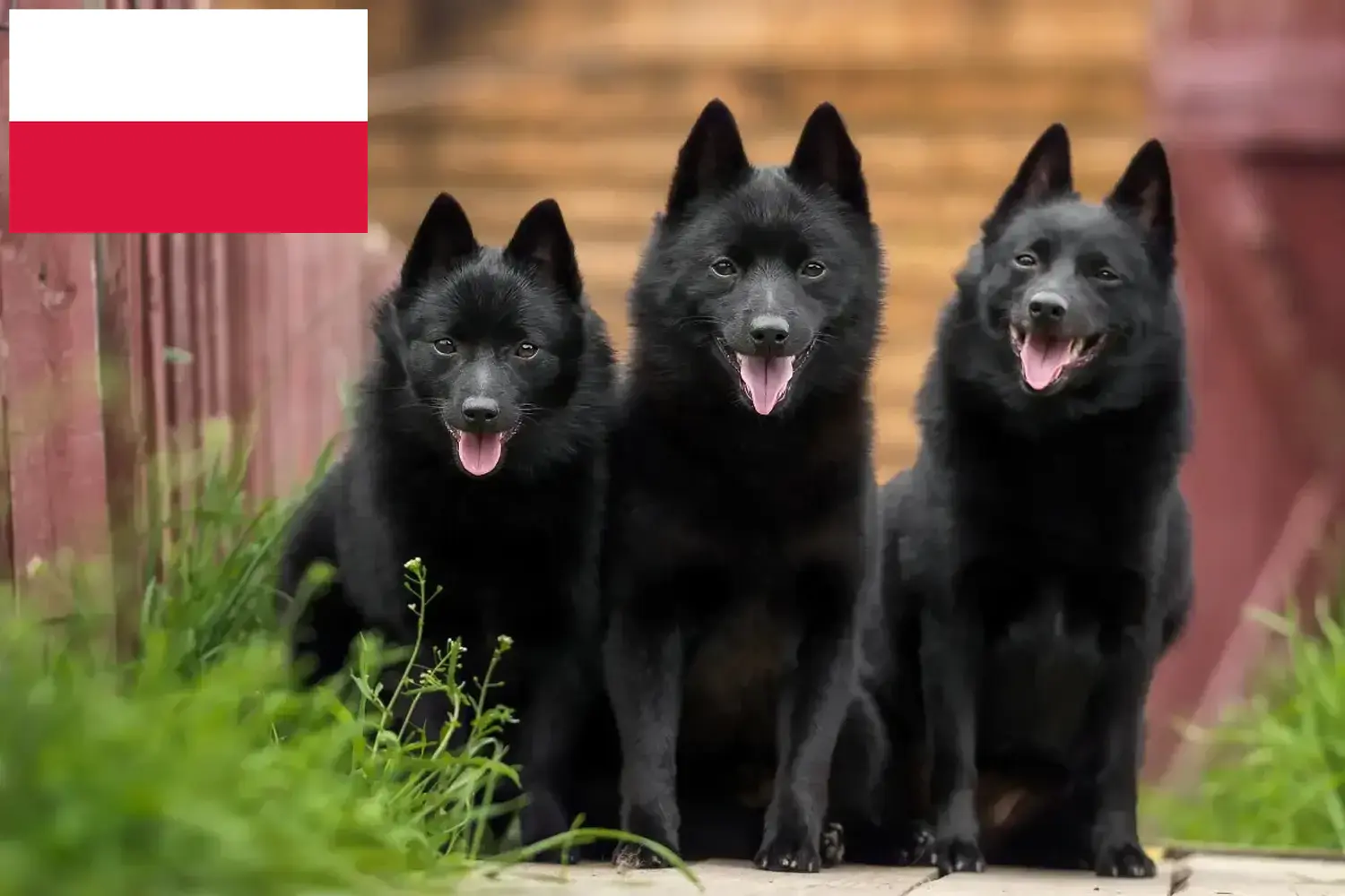 Lees meer over het artikel Schipperke fokkers en pups in Polen