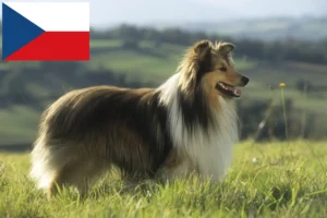 Lees meer over het artikel Sheltie fokkers en puppy’s in Tsjechië