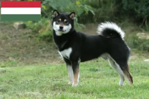 Lees meer over het artikel Shiba fokkers en pups in Hongarije