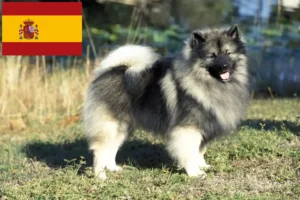 Lees meer over het artikel Spitz fokkers en pups in Spanje