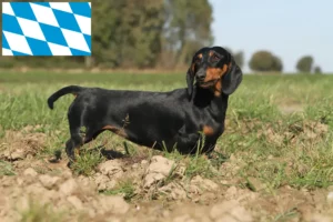 Lees meer over het artikel Teckelfokkers en puppies in Beieren