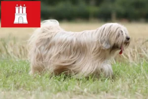 Lees meer over het artikel Tibetaanse Terriër fokkers en pups in Hamburg