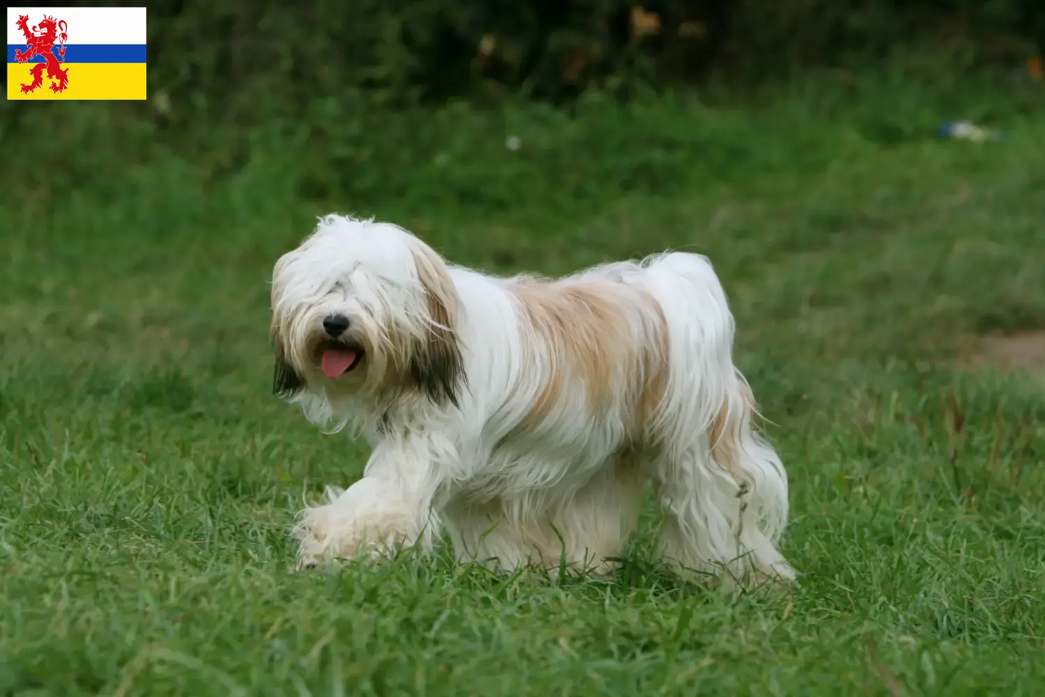 Lees meer over het artikel Tibetaanse Terrier fokker en pups in Limburg