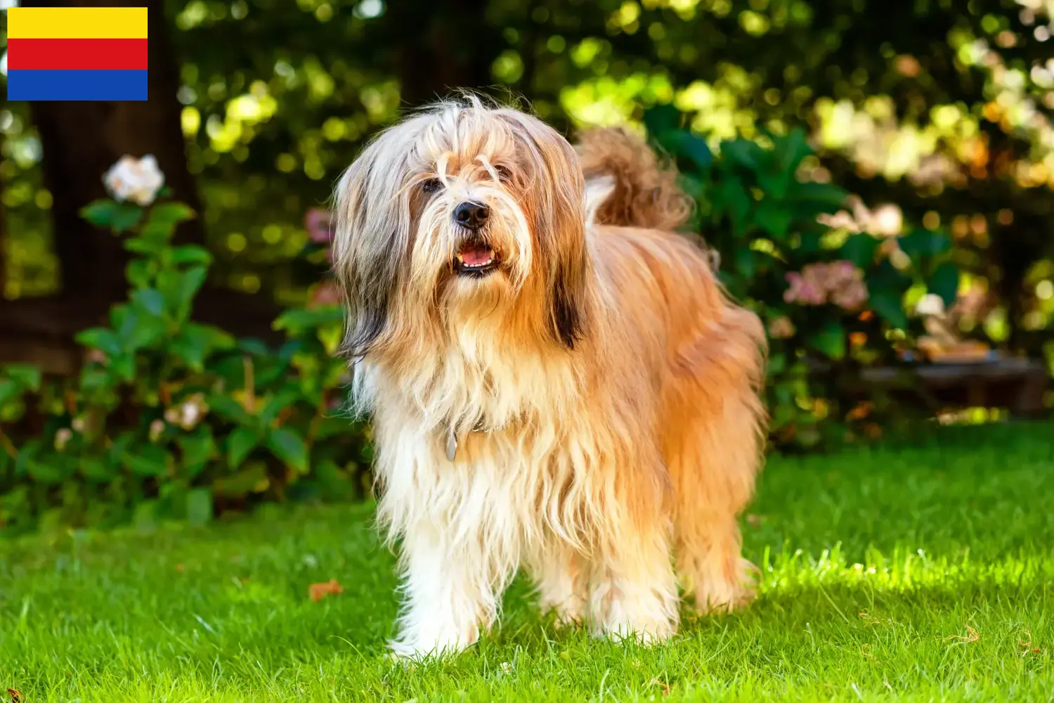 Lees meer over het artikel Tibetaanse Terrier fokkers en pups in Noord-Holland