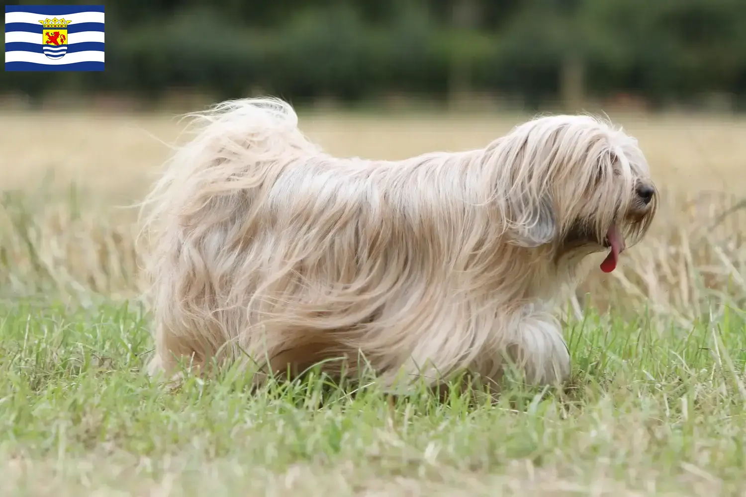 Lees meer over het artikel Tibetaanse Terriër fokkers en pups in Zeeland