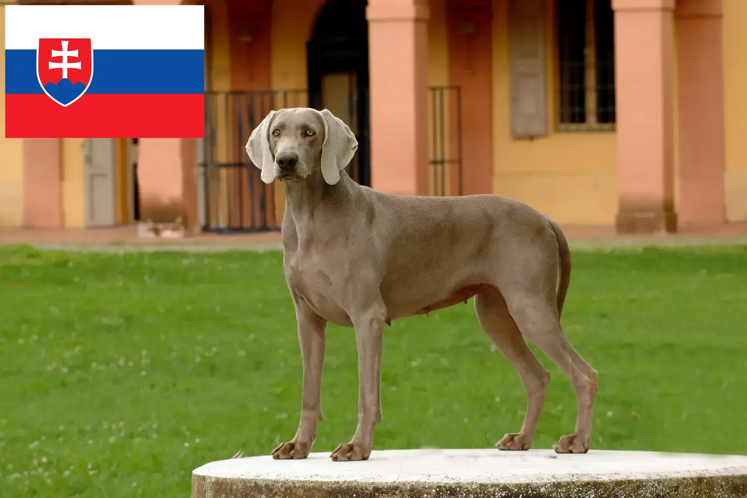 Lees meer over het artikel Weimaraner fokkers en pups in Slowakije