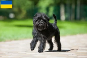 Lees meer over het artikel Affenpinscher fokkers en pups in Oekraïne