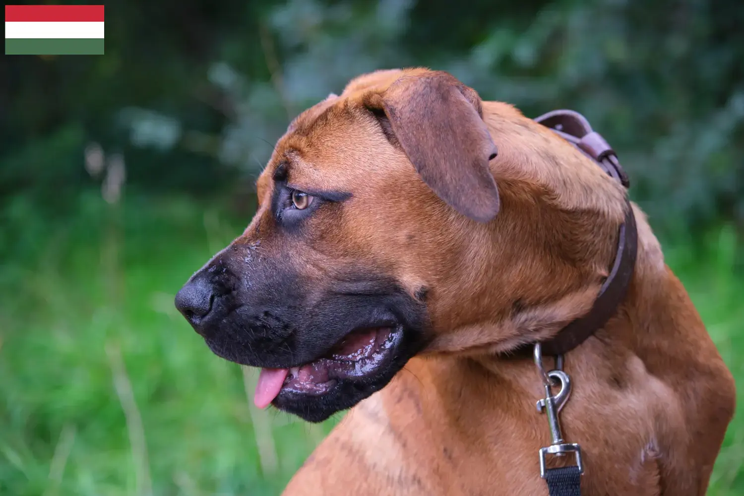 Lees meer over het artikel Alano Español fokkers en pups in Hongarije