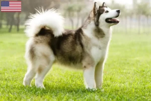 Lees meer over het artikel Alaska Malamute fokkers en pups in de VS