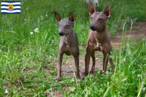 Lees meer over het artikel Amerikaanse Haarloze Terriër fokkers en pups in Zeeland