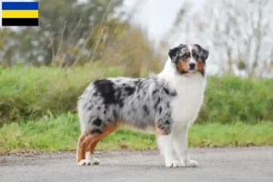 Lees meer over het artikel Australian Shepherd fokkers en pups in Gelderland