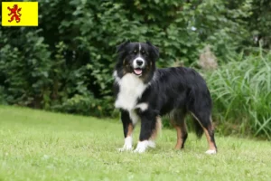 Lees meer over het artikel Australian Shepherd fokkers en pups in Zuid-Holland