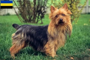 Lees meer over het artikel Australian Terrier fokkers en puppies in Gelderland