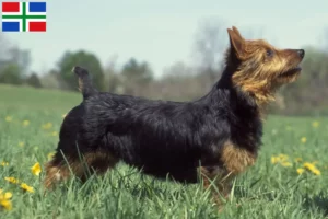 Lees meer over het artikel Australian Terrier fokkers en pups in Groningen