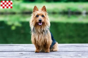 Lees meer over het artikel Australian Terrier fokkers en pups in Noord-Brabant