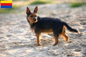 Lees meer over het artikel Australian Terrier fokkers en puppies in Noord-Holland