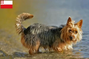 Lees meer over het artikel Australian Terrier fokkers en pups in Utrecht