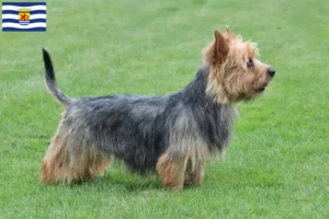 Lees meer over het artikel Australian Terrier fokkers en pups in Zeeland