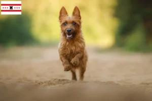 Lees meer over het artikel Australian Terrier fokkers en pups in Drenthe