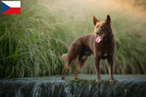 Lees meer over het artikel Australische Kelpie fokkers en puppies in Tsjechië