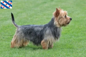 Lees meer over het artikel Australian Terrier fokkers en puppies in Friesland