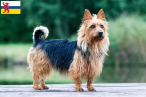 Lees meer over het artikel Australian Terrier fokkers en pups in Limburg