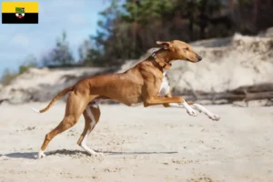 Lees meer over het artikel Azawakh fokkers en pups in Saksen-Anhalt