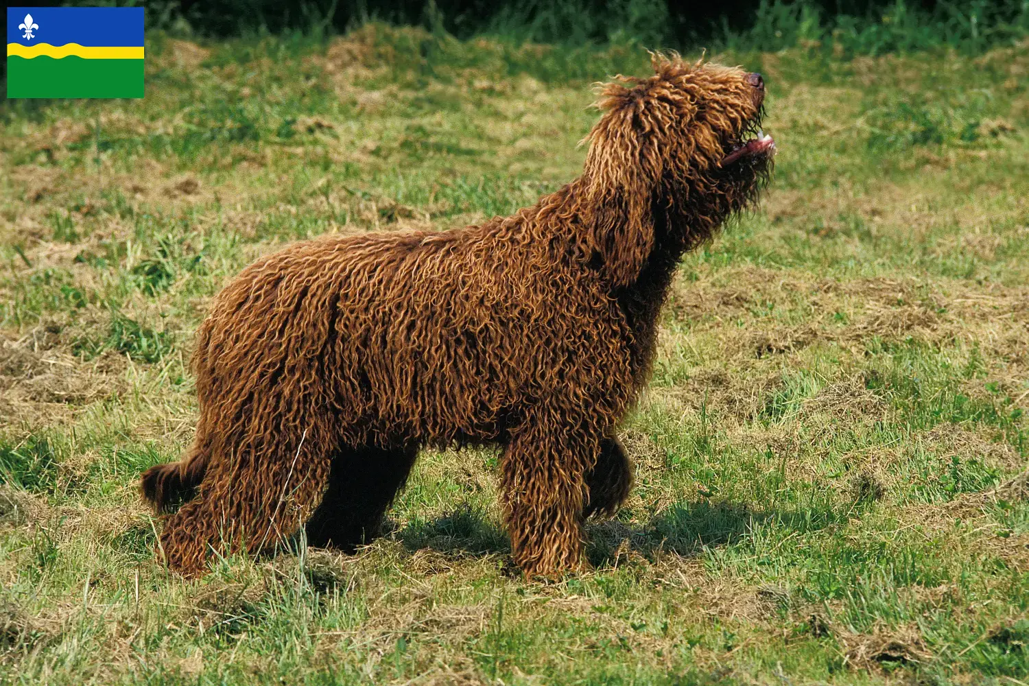 Lees meer over het artikel Barbet fokkers en pups in Flevoland