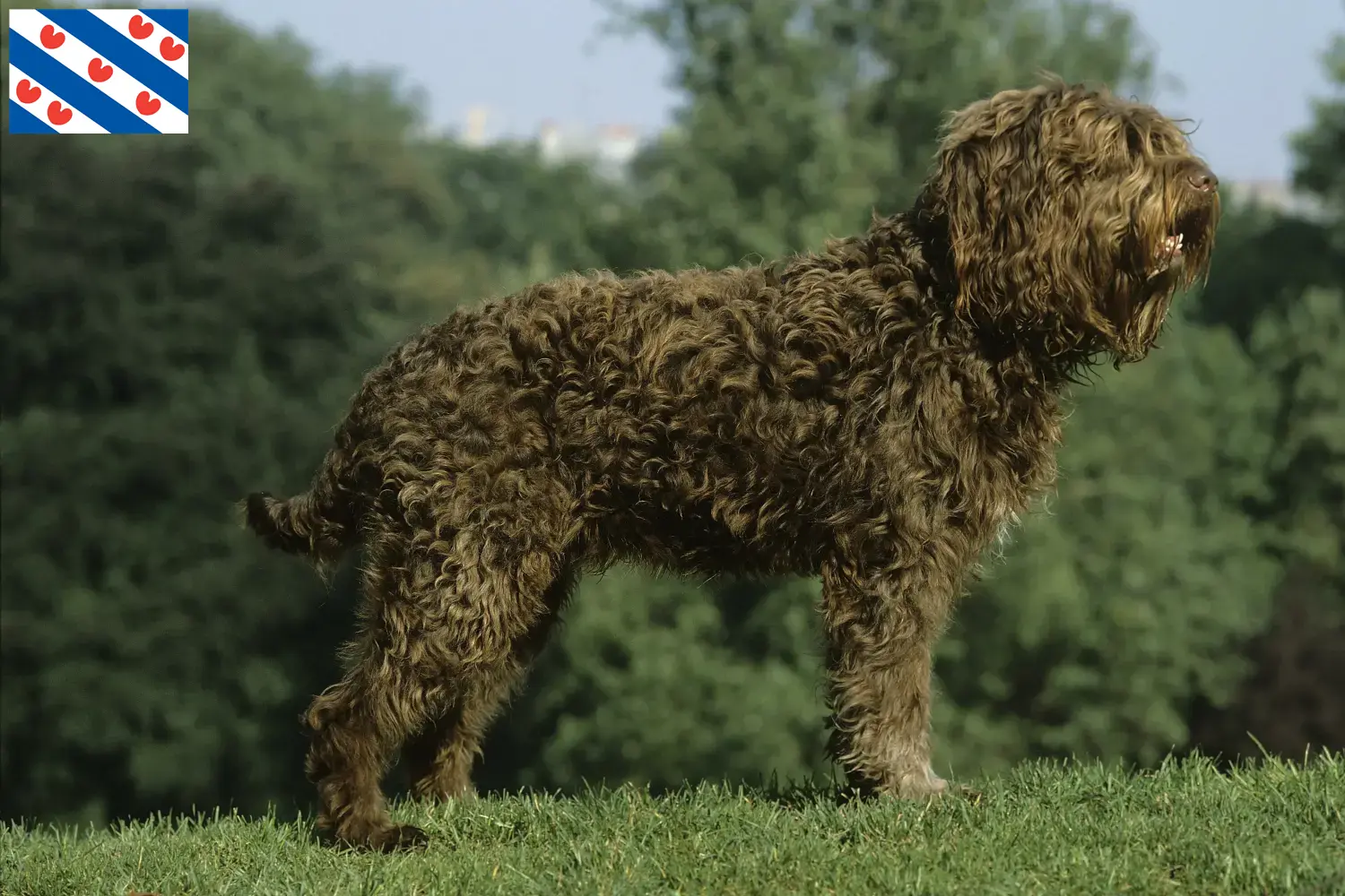 Lees meer over het artikel Barbet fokkers en pups in Friesland