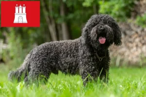 Lees meer over het artikel Barbet fokkers en pups in Hamburg