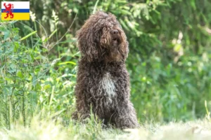 Lees meer over het artikel Barbet fokkers en pups in Limburg