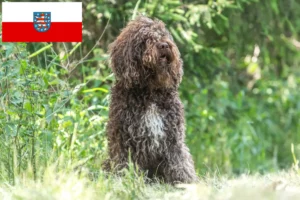 Lees meer over het artikel Barbet fokkers en pups in Thüringen