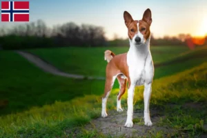 Lees meer over het artikel Basenji fokkers en pups in Noorwegen