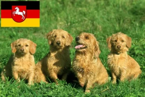 Lees meer over het artikel Basset fauve de Bretagne fokkers en pups in Nedersaksen