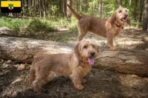 Lees meer over het artikel Basset fauve de Bretagne fokkers en pups in Saksen-Anhalt