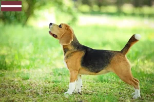 Lees meer over het artikel Beagle fokkers en puppy’s in Letland